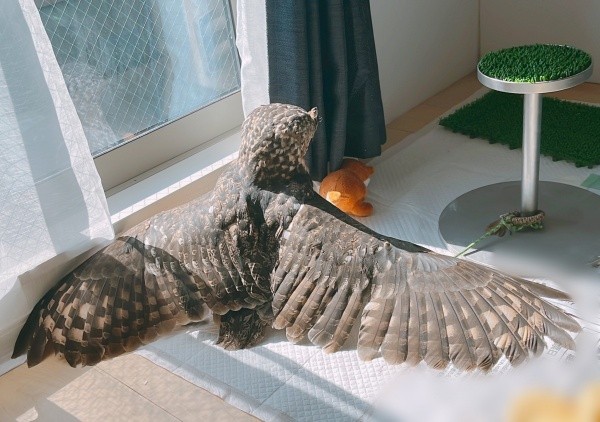 全身全霊日光浴！ アルタイルちゃんの美しい翼にうっとり♡（画像提供：アフワシのアルタイルさん） 