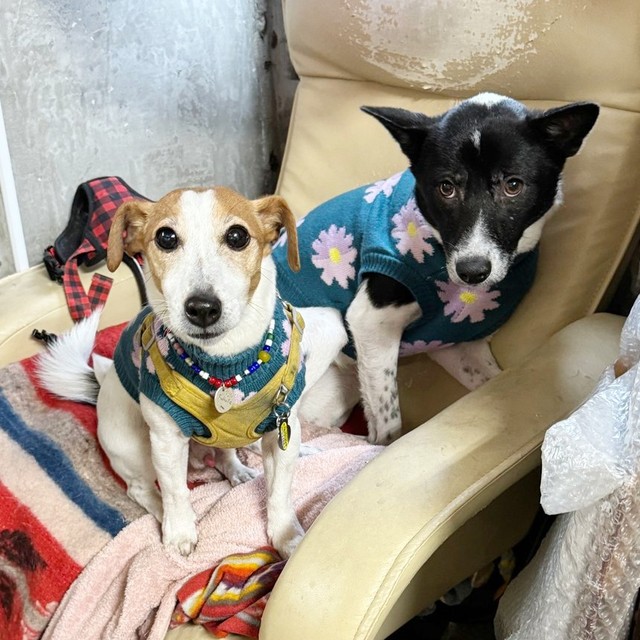 （左から）先住犬の福太くんと一緒にくつろぐさぬきちゃん（画像提供：バーバラ村田さん）