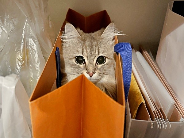 袋にすっぽりおさまるしらすちゃん（画像提供：しらす どんぐり はんぺんさん）