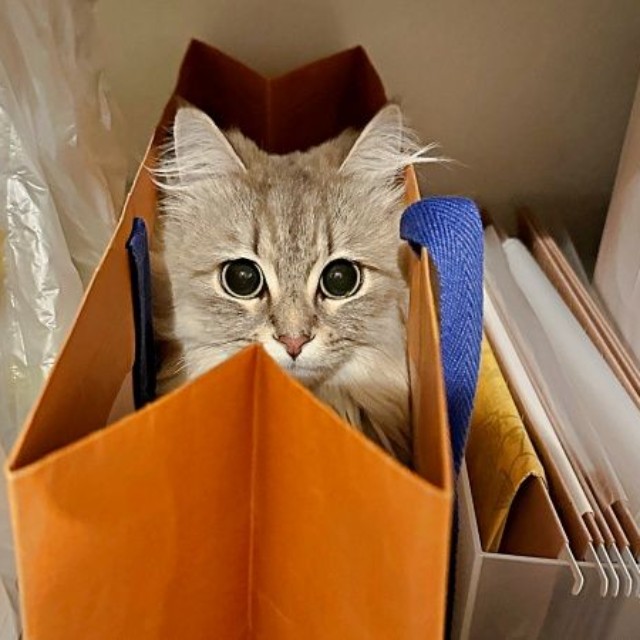 袋にすっぽりおさまるしらすちゃん（画像提供：しらす どんぐり はんぺんさん）