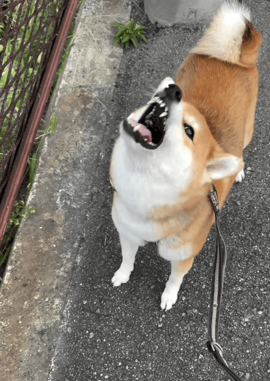 小さい石も見逃さず「カチカチ！」画像提供：柴犬ゆきちゃん