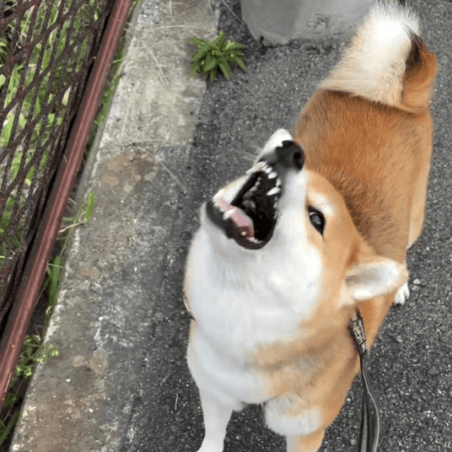 小さい石も見逃さず「カチカチ！」画像提供：柴犬ゆきちゃん