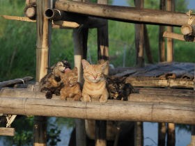 岩合さんの『世界ネコ歩き』が再び映画化！　猫たちの“あるがままに生きる命”に迫る