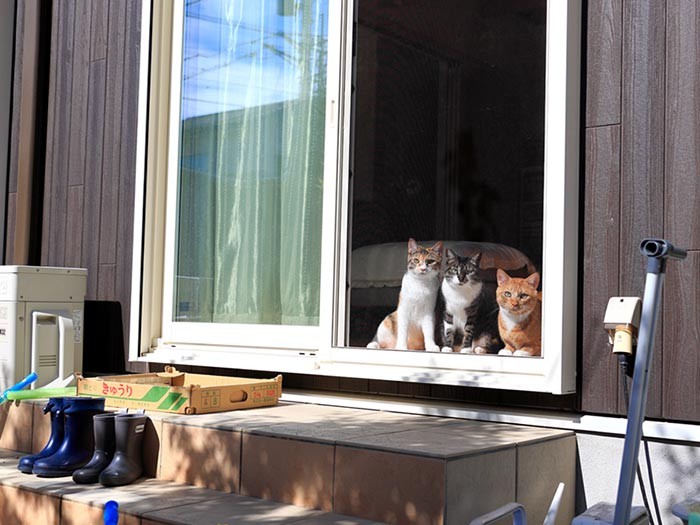 近所の小学生には「猫の家」と呼ばれているとか。