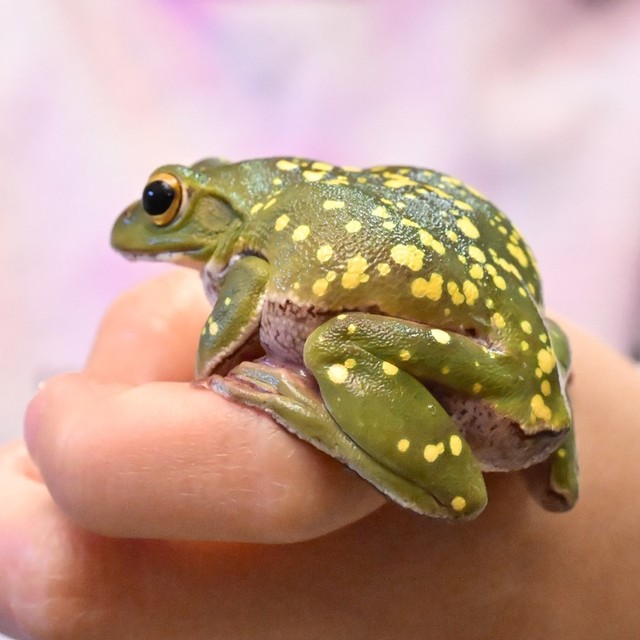 鳥取県大山町で発見された、大きな黄色の斑点があるシュレーゲルアオガエル