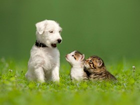 ペットを家族に迎える時　あなたは犬や猫とどう出会いたい？