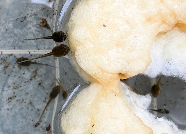 生まれて間もない頃は泡を食べて成長する