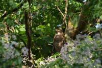 西表島で撮影したサシバ（タカ目タカ科）（画像提供：gentilisさん）