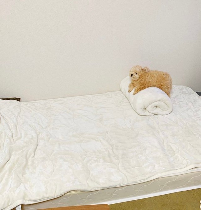 登れたわ！＝ポメプーふわちゃんさん（@Fuwancho319）提供