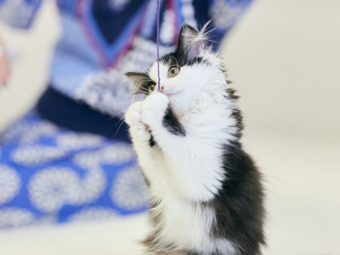 人が大勢いてもものおじすることなく、遊びに夢中になるオセロン。タレント猫として、大物になりそうな予感（？）