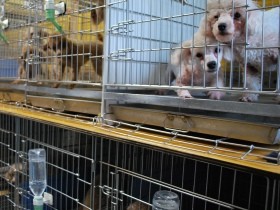 数値規制で自治体職員は効果的な監視や指導が行えるか？　カギは「解説書」