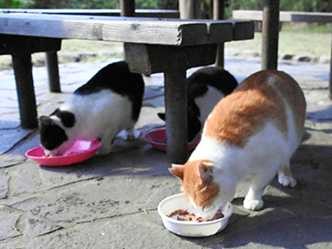 「責任もって飼育を…」　野良猫たちを助ける新潟の取り組み