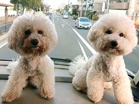 じゃれ合っていた犬が突然、口から出血！　【ペットの事件簿】