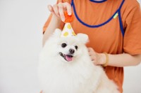 歌舞伎ちゃん4歳の生誕祭（提供：クリームポメの歌舞伎さん）