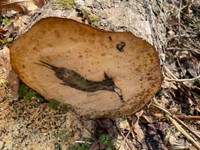 「欲しけりゃ見るか？」切り株の断面に現れた“黒柿”の奇跡／まつかさ堂（@horoosuke）さん