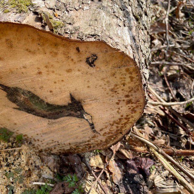 「欲しけりゃ見るか？」切り株の断面に現れた“黒柿”の奇跡／まつかさ堂（@horoosuke）さん