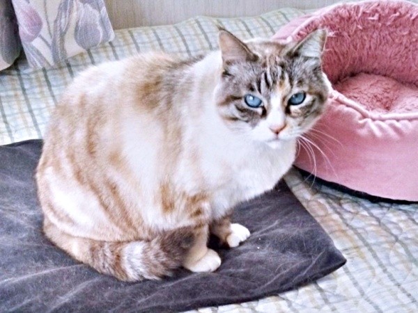 2025年3月30日、ホットカーペットの上で温まるテトちゃん（画像提供：テトにゃんさん）