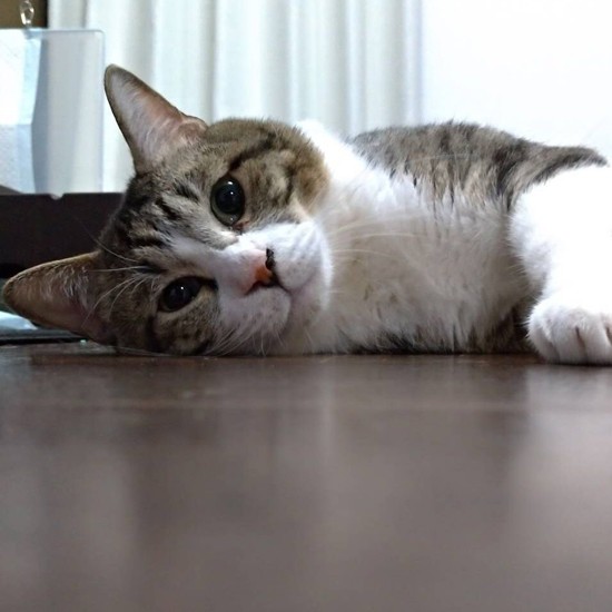 うるうるの目でじーっ（かおりさん提供）