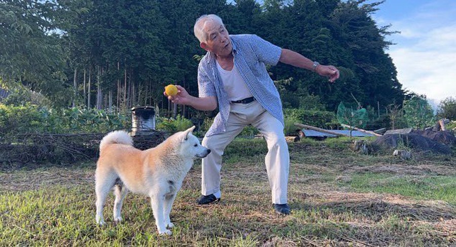 ボール遊びで愛犬を喜ばせたいおじいちゃんに、仕方なくつきあう柴犬