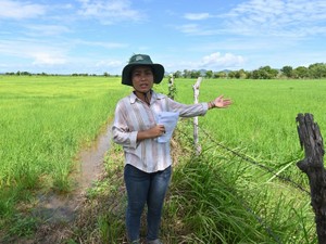 不耕起栽培（耕さない農業）で収穫増やし、排出権取引めぐる投資も狙う　カンボジア