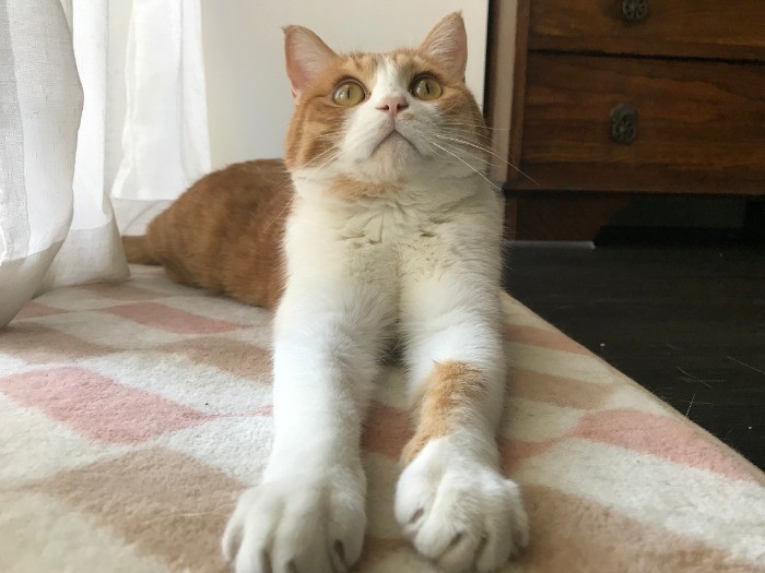 手足がとにかく長いごろりん