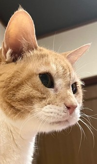 20歳になった安兵衛くん。お腹が空いて飼い主さんにアピール中（画像提供：ここべさん）