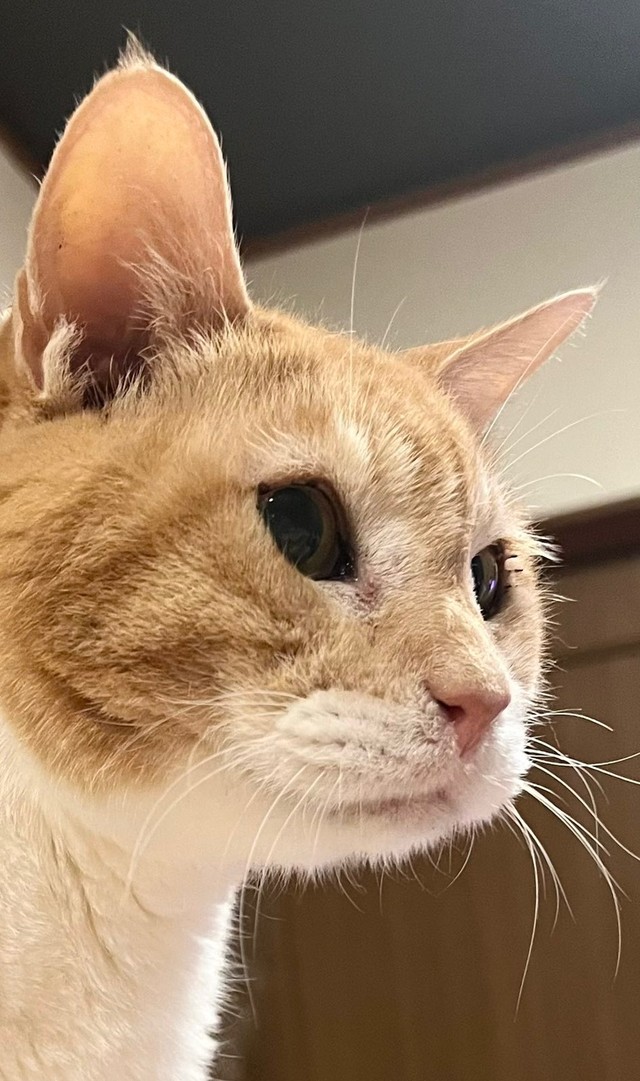 20歳になった安兵衛くん。お腹が空いて飼い主さんにアピール中（画像提供：ここべさん）