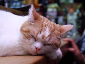 昭和な香りがする居酒屋のお姫さま猫　お客の隣でゴロゴロ