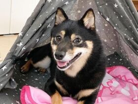 おしゃれなテントに入ってアウトドア気分を満喫！？　豆柴「あずき」