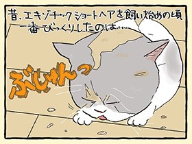 流涙症の魚卵猫姉妹と、飛び散る「エキゾ汁」 掃除の手間は、猫愛で乗り越える？