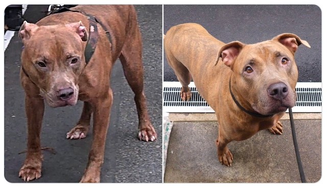 保護された直後（左）と今（右）のピットブルテリア（アメリカン・ピット・ブル・テリア）のオス、エースくん。別犬級の変化に驚き！（画像提供：一般社団法人「ワニガメ生態研究所」）