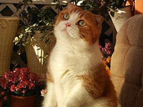 バルコニーでくつろぎタイム　マンチカン「メル」は家族の癒やし