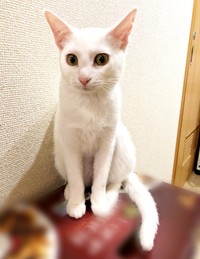 飼い主さんに見守られながらすくすくと成長したトーイちゃん（画像提供：安田武史さん）