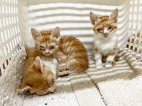 お迎え時の月ちゃん（右）ときょうだい（画像提供：たちつてとさん）