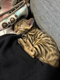 2022年1月22日に、ひじきちゃんをお迎え