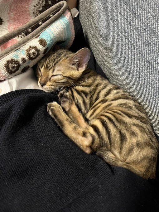 2022年1月22日に、ひじきちゃんをお迎え