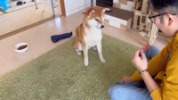 パパさんの指示を待つ、こむぎくん（動画からキャプチャー／提供：シヴァ犬こむぎっすさん）