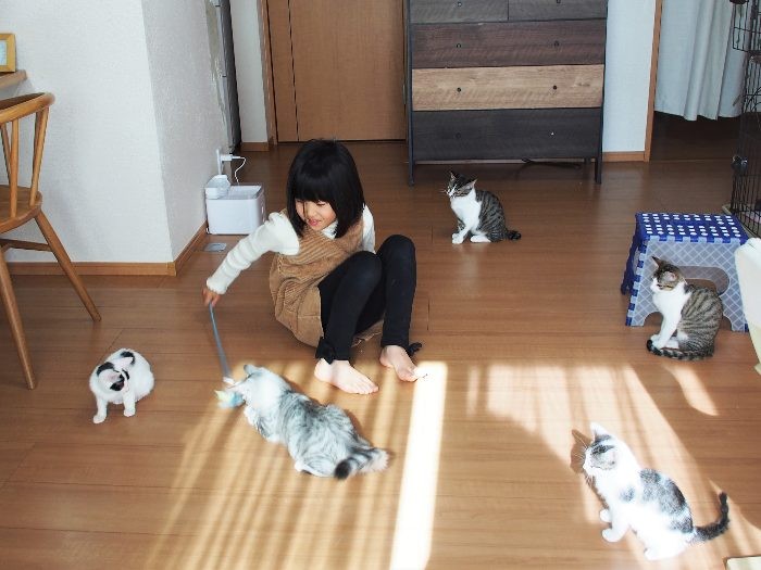 猫じゃらしを振れば、すぐにみんなが寄ってくる