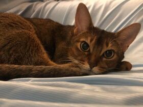 手をチョイチョイ　トイレもお風呂も出待ちしてお知らせするアビシニアン「リン」