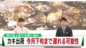 宮城県産生食用カキ　出荷解禁が１０月下旬まですれこむ可能性　海水温上昇の影響