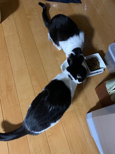 仲良くごはんを食べる小梅（上）と新入りはな（早苗さん提供）