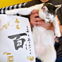 3匹目の保護猫は、初めての女の子「百（もも）」ちゃん（画像提供：*ig*さん）