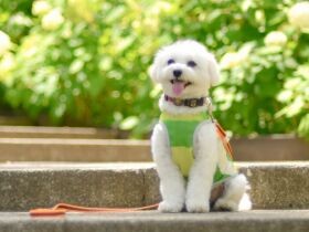 昨日の敵は今日の友？！　ミックス犬「バロン」、仲良しの柴犬と楽しく遊ぶ日々