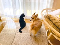 それぞれの時間を過ごし、ほど良い距離で接する2匹（画像提供：ばなななさん）