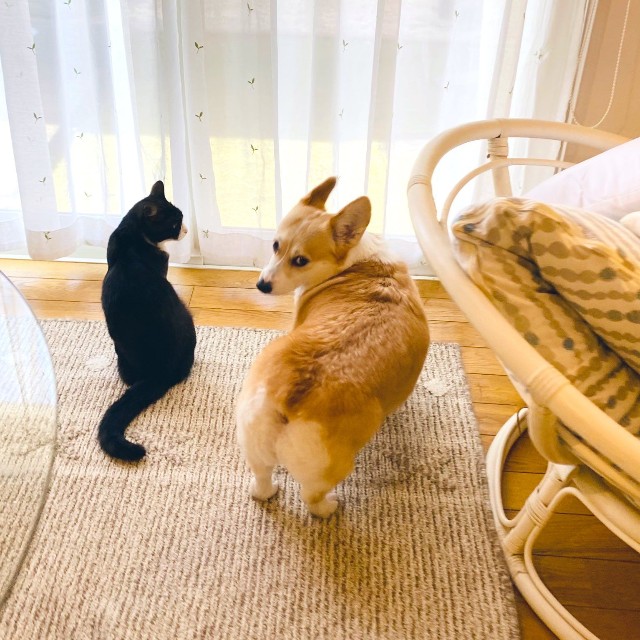 それぞれの時間を過ごし、ほど良い距離で接する2匹（画像提供：ばなななさん）