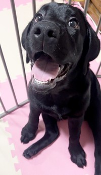 笑顔がキュート！ 生後4カ月で迎えられたノワールちゃん（画像提供：黒ラブNoir（ノワール）さん）