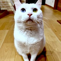 オッドアイが魅力のひとつ。すくすくと成長したぷぅちゃん（画像提供：masaru———menさん）