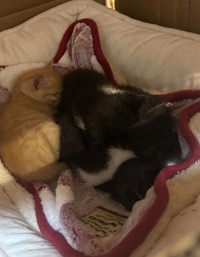 子猫４匹だけ保護した（「NPO法人愛Cat」さん提供）