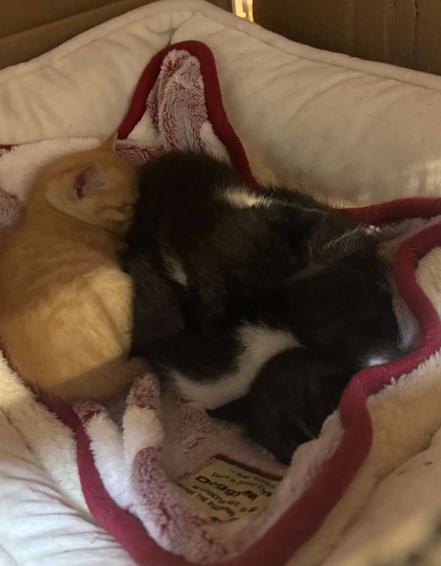 子猫４匹だけ保護した（「NPO法人愛Cat」さん提供）