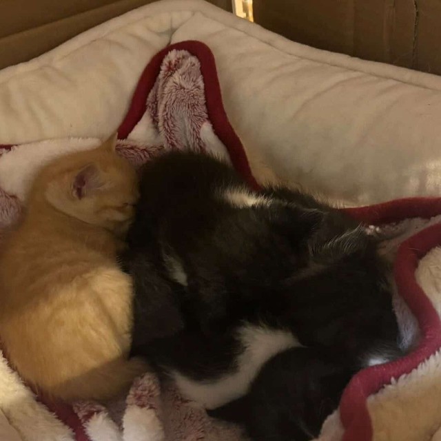 子猫４匹だけ保護した（「NPO法人愛Cat」さん提供）